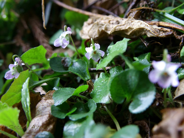 Viola hondoensis