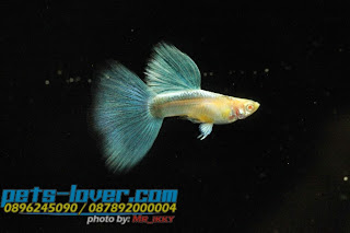 jual guppy import, jual guppy kaskus, jual guppy murah, jual guppy full red, jual guppy big ear, jual guppy jakarta, jual guppy betina, jual guppy jogja, jual guppy surabaya, jual guppy black moscow, jual guppy albino, jual guppy albino murah, jual aneka guppy, jual ikan guppy albino, jual guppy red albino, jual ikan guppy aneka, jual ikan guppy red albino, harga guppy albino, jual guppy blue grass, jual guppy blue sky, jual guppy berkualitas, jual guppy blue moscow, jual guppy bandung, jual guppy bekasi, jual guppy blue lace, jual guppy cobra, harga guppy cobra, jual ikan guppy cobra, jual ikan guppy cirebon, jual guppy di medan, jual guppy di jakarta, jual guppy dan ikan lainnya, jual guppy depok, jual guppy di jogja, harga guppy dragon, jual ikan guppy di jakarta, jual ikan guppy di bandung, jual ikan guppy depok, jual ikan guppy di batam, jual guppy endler, jual guppy full platinum, jual guppy fish, jual guppy full black, jual fancy guppy, harga guppy full red, harga guppy full black, jual ikan guppy full platinum, jual hikari fancy guppy, harga guppy fish, jual guppy grosir, jual ikan guppy blue grass, jual ikan guppy grosir, jual guppy hias, jual guppy hb pastel, jual guppy halfmoon, harga guppy hias, jual ikan guppy hias, harga jual guppy, harga hikari guppy, harga jual ikan guppy hias, harga jual guppy full red, jual guppy import 2015, jual guppy indukan, jual ikan guppy, jual ikan guppy jakarta, jual ikan guppy betina, jual ikan guppy murah, jual ikan guppy bandung, jual ikan guppy surabaya, jual guppy jambi, jual guppy jakarta timur, jual ikan guppy jawa timur, jual ikan guppy jember, jual ikan guppy di jambi, jual guppy, jual guppy kontes, jual ikan guppy kontes, jual ikan guppy kaskus, jual guppy lokal, jual guppy red lace, jual ikan guppy lampung, jual guppy medan, jual guppy mata merah, jual guppy micariff, jual guppy malang, jual ikan guppy medan, jual ikan guppy makassar, jual guppy neon, harga guppy neon, jual guppy online, jual ikan guppy online, jual guppy partai, jual guppy palembang, jual guppy platinum, jual guppy panda, jual guppy pekanbaru, jual guppy pontianak, jual pakan guppy, harga guppy platinum, jual ikan guppy pontianak, jual guppy red, jual guppy ribbon, harga guppy ribbon, harga guppy red, jual ikan guppy ribbon, jual ikan guppy super red, jual guppy super red, jual guppy swallow, jual guppy sky blue, jual ikan guppy solo, jual ikan guppy sidoarjo, jual ikan guppy strain murni, jual guppy strain, jual guppy tangerang, jual guppy tuxedo, jual tetra guppy, harga guppy tuxedo, jual ikan guppy tangerang, jual ikan guppy termahal, harga tetra guppy, jual pakan tetra guppy, harga guppy termahal, jual guppy yogyakarta, jual ikan guppy yogyakarta, jual guppy 2013, jual guppy 2012, jual ikan guppy 2013, jual ikan guppy 2014, harga guppy 2013, jual ikan guppy 2012, jual guppy import 2013, harga guppy 2010,