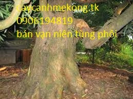 Cay cảnh Me Kong