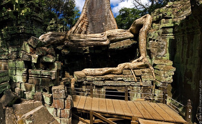 ta-prohm9