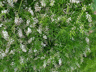 Asparagus aethiopicus - Asperge de Sprenger