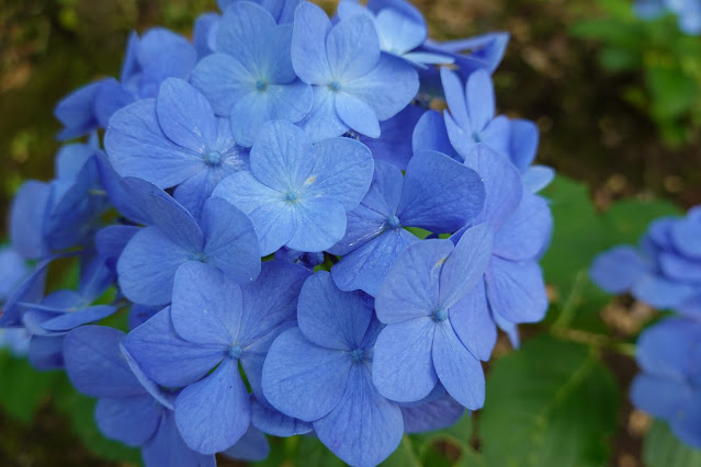 鳥取県西伯郡南部町鶴田 とっとり花回廊 アジサイ園