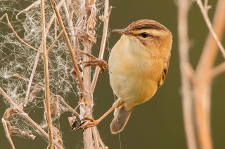 Sedgewarbler DFBridgeman