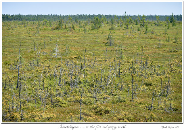 Kouchibouguac: ... in this flat and spongy world...