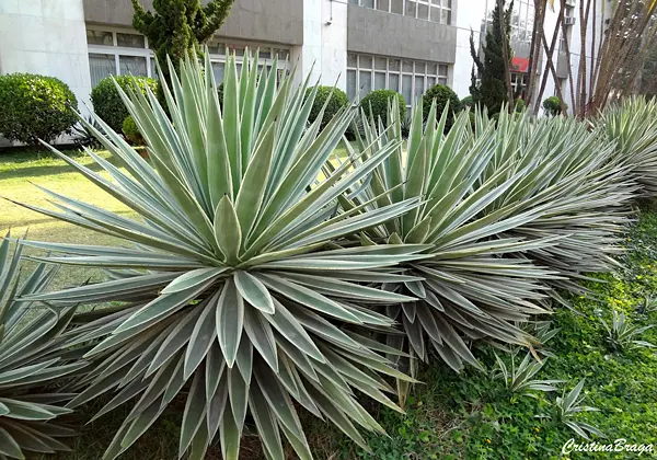 Piteira do caribe – Agave angustifolia