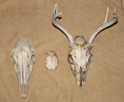 whitetail deer skulls