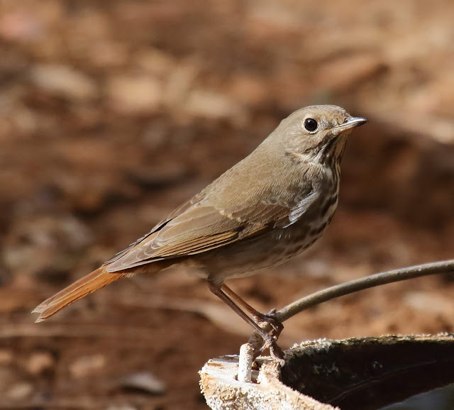 Hermit Thrush