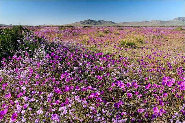 desert bloom, desert flowers, atacama desert bloom, desert bloom plant, flower in a desert, atacama desert flower, atacama desert flowers, blooming desert, desert in bloom, flower in the desert, desert blooming, desert flower bloom, desert blooms flowers, blooms in the desert, atacama desert in bloom, bloom in the desert, desert bloom flowers, desert blooms, desert phenomenon, atacama flowers, atacama desert flowers blooming, the desert in bloom, desert bloom flower, flowers that bloom in the desert, flowers in the desert, desert blossom, desert blooming plants,