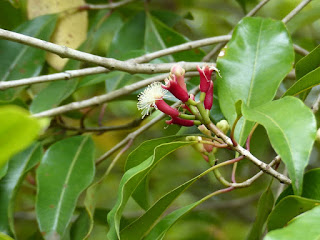 Giroflier - Syzygium aromaticum - Clou de Girofle