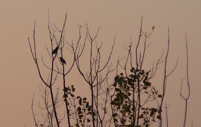 tree full of birds 1