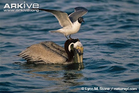 interactions between acuatic birds Pelecanus occidentalis