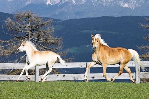 Caballos jugando en las praderas - Horses playing at the hills