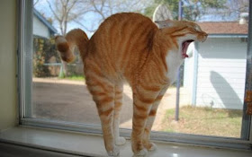 Funny cats - part 78 (35 pics + 10 gifs), cat pics, yawning cat