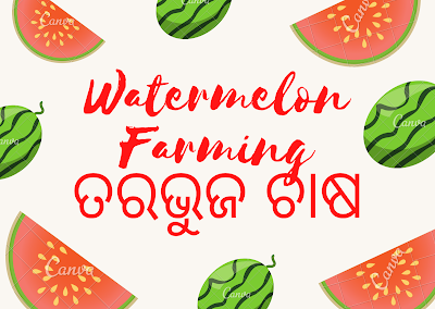 ଆସନ୍ତୁ କରିବା ତରଭୁଜ ଚାଷ  | How to do Watermelon Farming at home  | AgriTech(All about Agriculture)