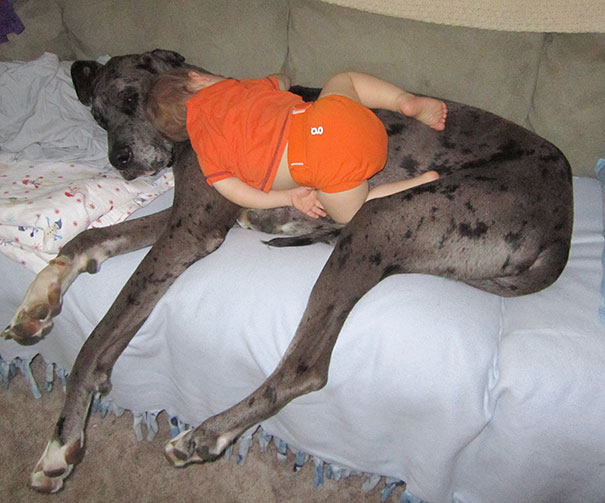 15+ Hilarious Pics That Prove Kids Can Sleep Anywhere - Napping On A Dog