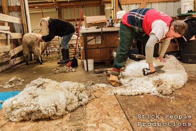 Sheep Shearing - (c) Stick People Productions / Kelly Doering