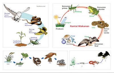 Contoh Rantai Makanan