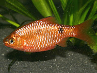 Barb Fish Pictures