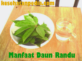 Manfaat Daun Randu