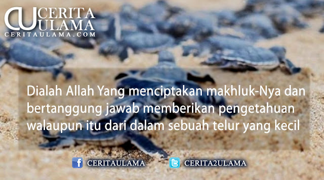 Bagaimana Aku Melihat Allah (Part II) - Penyu - Cerita 