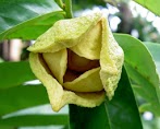 Outstanding benefits of Seeds, bark, roots and flowers of the soursop Fruit