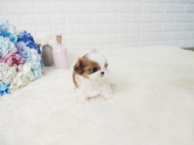 Small Shih Tzu Puppies For Sale Near Me