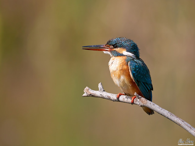 Kingfisher on a Branch