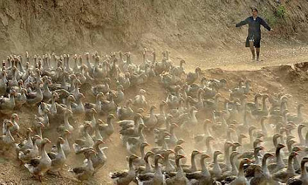 A woman drives wild geese to a pond