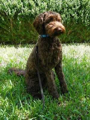 Alfie's in the front yard, sitting up super straight and alert with a focused look on his face