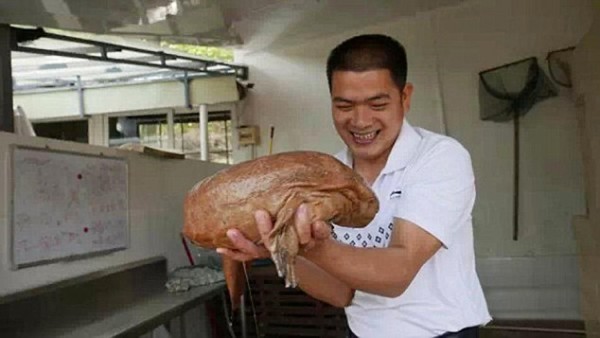 Η γιγαντιαία σαλαμάνδρα, που είχε μήκος 83 εκατοστά και ζύγιζε 5,5 κιλά, βρήθηκε στην πόλη Heyan, στη νότια επαρχία Guangdong της Κίνας. 