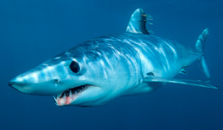 Mako Sharks