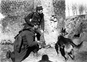 Los animales en la Primera Guerra Mundial