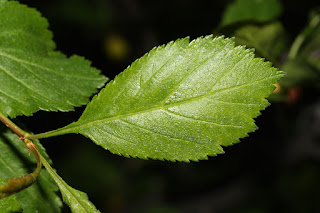 Лист Crataegus