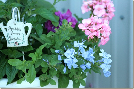 Plumbago_RaspberryRipple_Planter