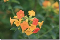 clip_image006