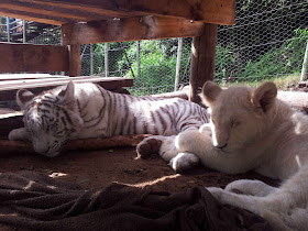 Funny animals of the week - 27 December 2013 (40 pics), baby white tiger and white lion sleeping