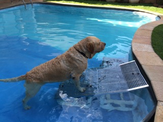 rampas para cães sair de piscinas