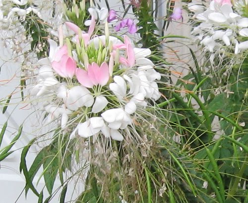 types of flowers and meanings Cleome Flower Meaning | 500 x 410