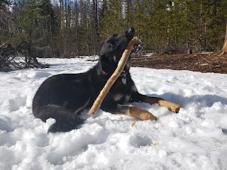 Monty is taking a break while out on a walk, to lie in the snow and chew on a large stick. The image shows a stick about 3 feet long hanging out of Monty's mouth.