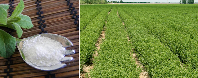 stevia farming in Kenya