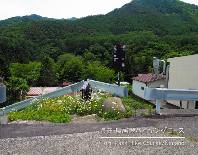 鳥居峠ハイキングコースの細い道