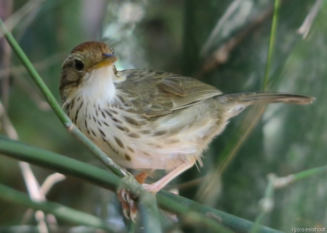 Bird - while hiking the Pha Dok Siew nature trail at Doi Inthanon