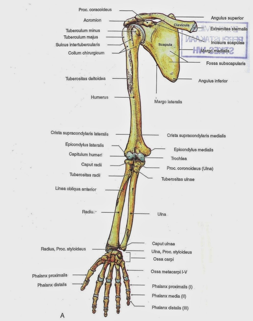 Sistem Muskuloskeletal Anatomi Lengan  Panggul Gerak Bawah