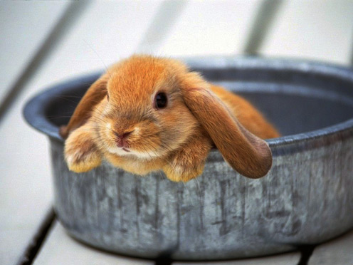 Pictures Baby Rabbits on Edge Of The Plank  Cute Animals  Baby Rabbits Ii