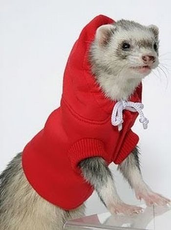 Most Funny Ferrets in Sweaters Seen On www.coolpicturegallery.us