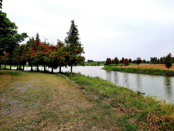 台南六甲落羽松森林花海繽紛又療癒，菁埔濕地公園步道好賞景