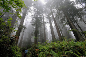 Nine Eco-Friendly Resolutions to Save the World in 2019 Walking in the Redwoods