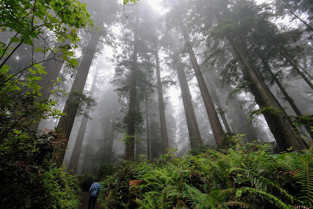 Ten Eco-Friendly Resolutions to Save the World in 2020 Walking in the Redwoods