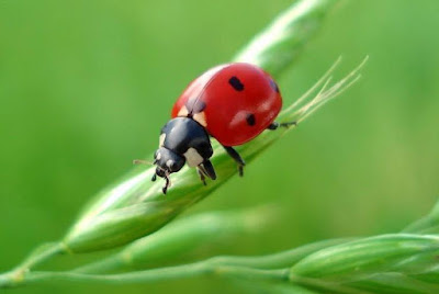 Animals That Start With L - Ladybug