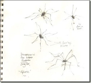 harvestmen bg
